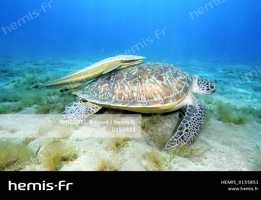 Hemis Egypte mer rouge tortue verte remora