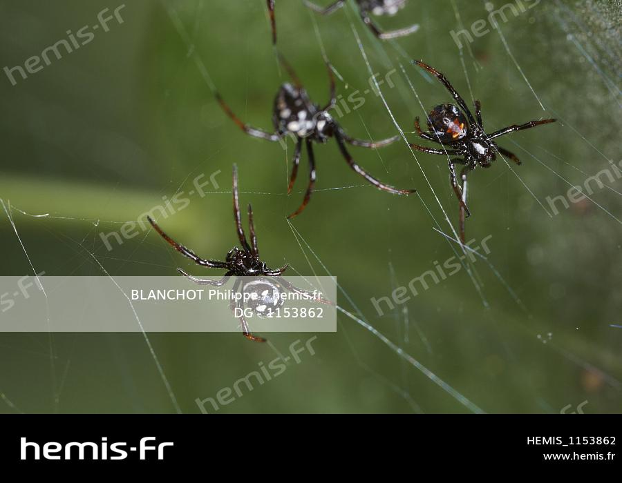 Hemis Italie Araneae Theridiidae Araignee Malmignatte Veuve Noire Mediterraneenne Veuve Noire Europe Latrodectus Hemis Italie Araneae Theridiidae Araignee Malmignatte Veuve Noire Mediterraneenne Veuve Noire Europe Latrodectus