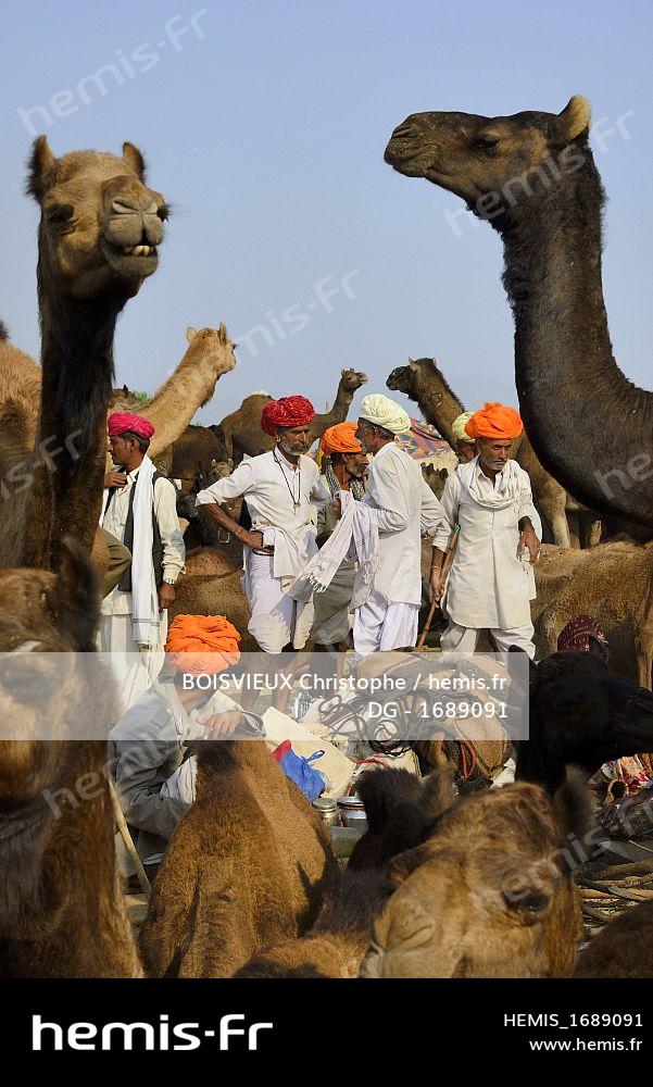 Hemis stock photo agency specialized travel, tourism, nature and  Environment : India rajasthan state pushkar pushkar camel fair