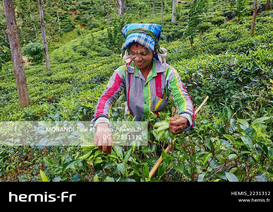 Hemis Sri  lanka  province uva haputale plantations the 