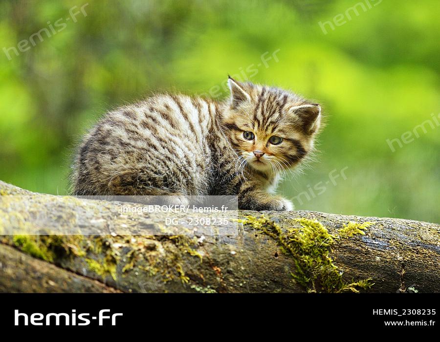 Hemis Stock Photo Agency Specialized Travel Tourism Nature And Environment European Wildcat Felis Silvestris Silvestris Kitten Langenberg Langnau Switzerland Europe