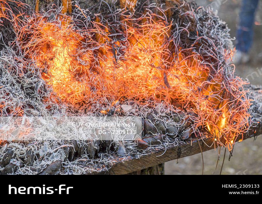 Hemis Aiguille De Pin