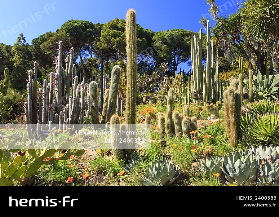 Hemis : Espagne catalogne costa brava blanes jardin botanique marimurtra  aride amerique cactus cierge