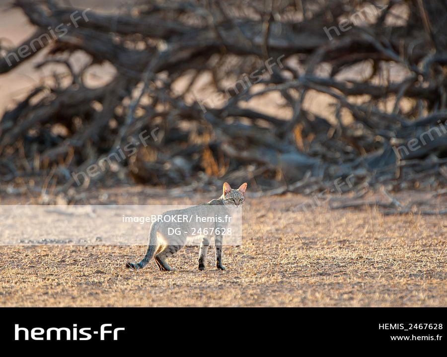 Hemis Chat Sauvage Africain Felis Lybica Mere Parc Transfrontalier Kgalagadi Northern