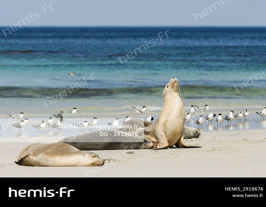 Hemis Lion De Mer D Australie