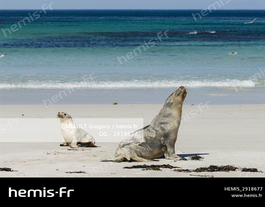 Hemis Lion De Mer D Australie