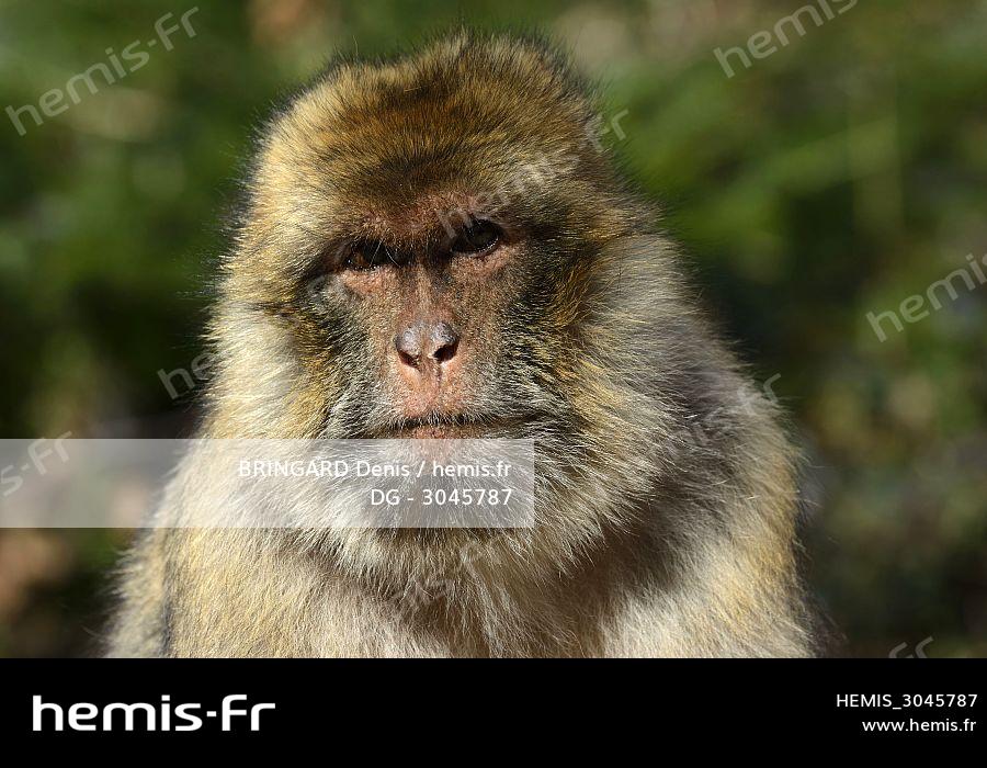 Poster en cadre Singe magot ous macaque berbère (Macaca sylvanus) 