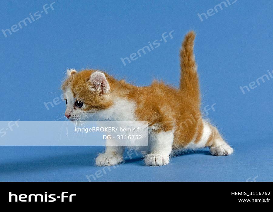 Hemis American Curl