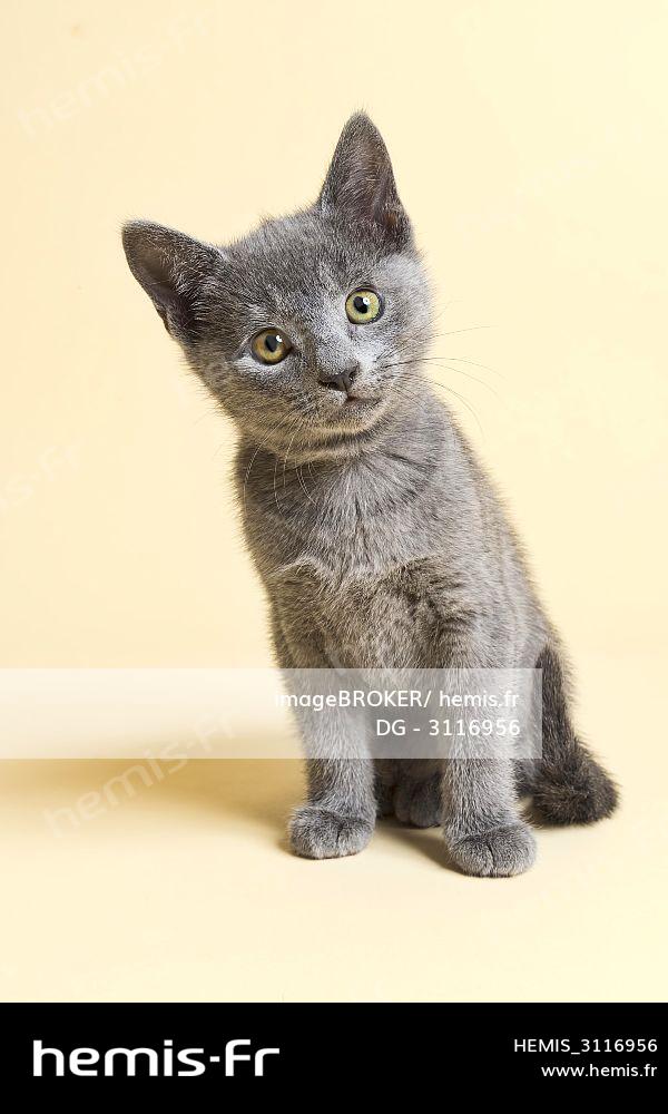 Chat Bleu Russe Prix Quebec Chat Bleu Russe Prix Quebec