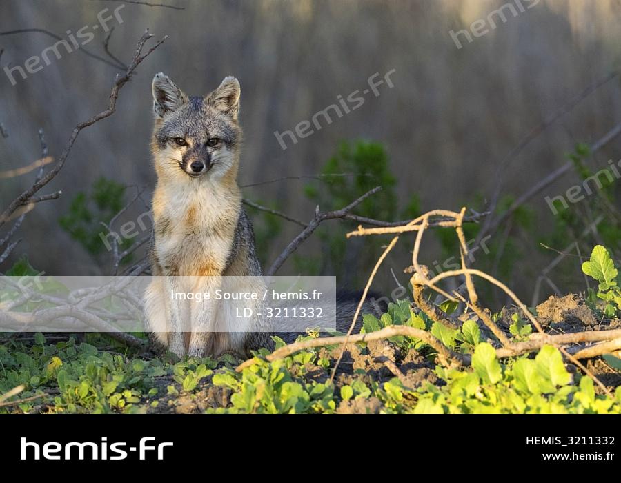 Définir La Ligne Flèche Magique Carquois Avec Flèches Flèche Et Icône