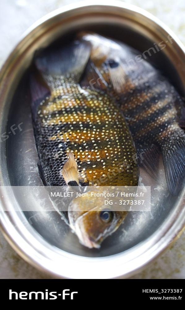 Hemis stock photo agency specialized travel, tourism, nature and  Environment : India kerala state kochi kumarakom lake fish