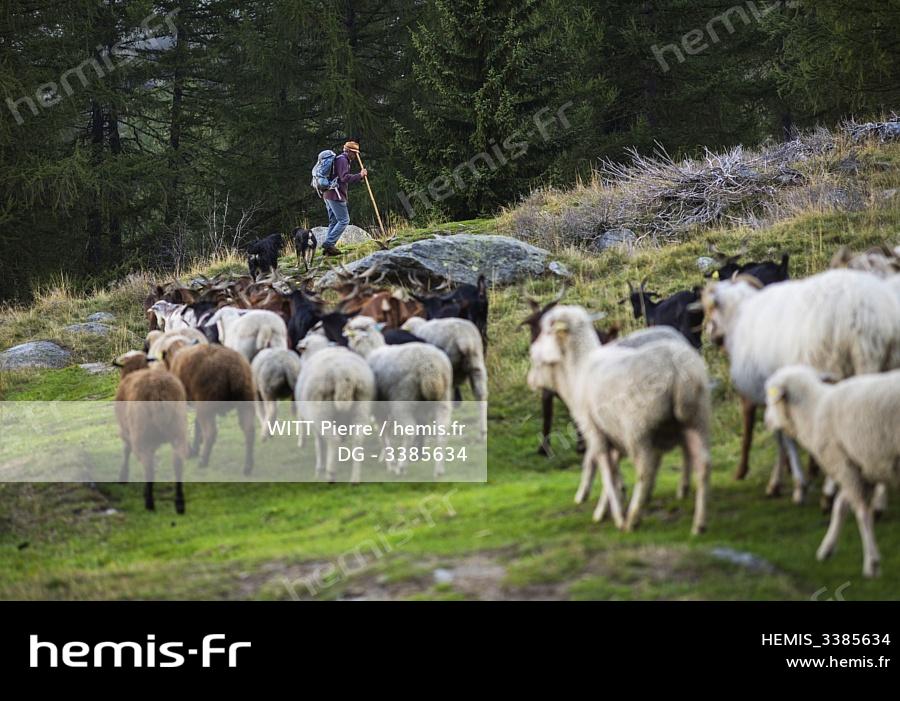 74 CHAMONIX BERGER CHAINE DU MONT BLANC PATURAGES 