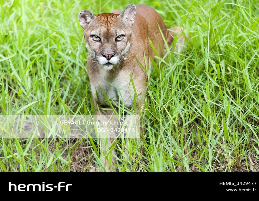 puma animal guyane