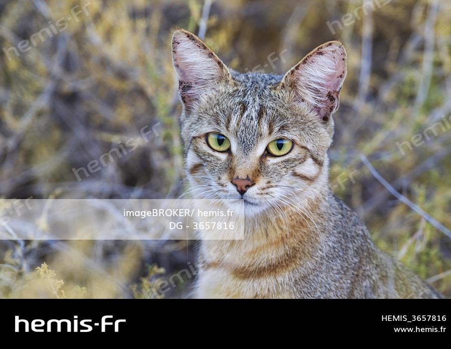 Hemis Chat Sauvage D Afrique Hemis Chat Sauvage D Afrique