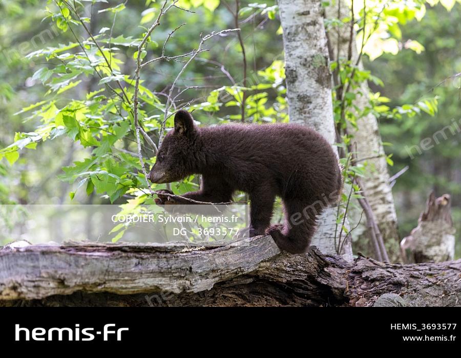 Hemis Etats Unis Minnesota Bebe Ours Noir Ursus Americanus Captif