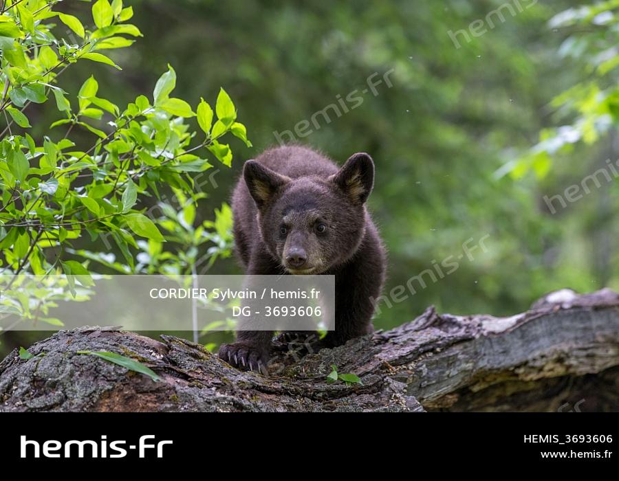 Hemis Etats Unis Minnesota Bebe Ours Noir Ursus Americanus Captif Hemis Etats Unis Minnesota Bebe Ours Noir Ursus Americanus Captif