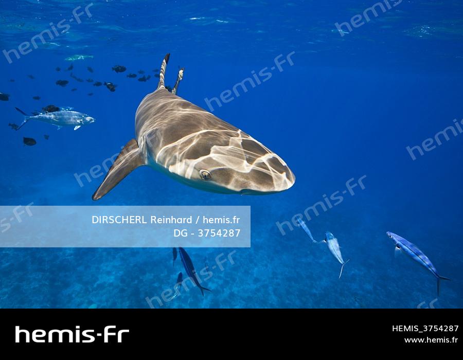 Figurine requin à pointes noires Figurine requin à pointes noires