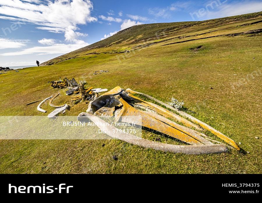 Hemis : Iles malouines iles falkland ile saunders squelette jeune ...