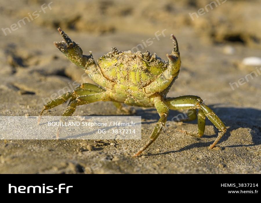 Hemis Crabe Vert Hemis Crabe Vert