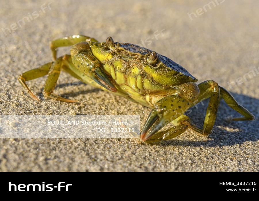 Hemis Crabe Vert Hemis Crabe Vert
