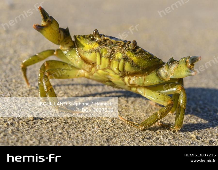 Hemis Crabe Vert Hemis Crabe Vert