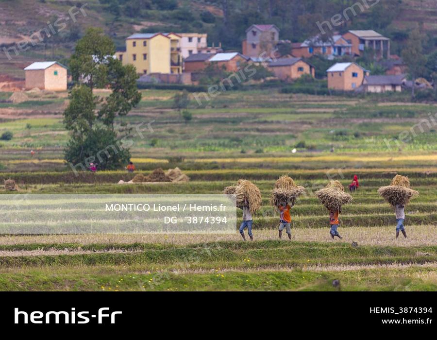 Hemis : Madagascar region vakinankaratra recolte riz vers faratsiho