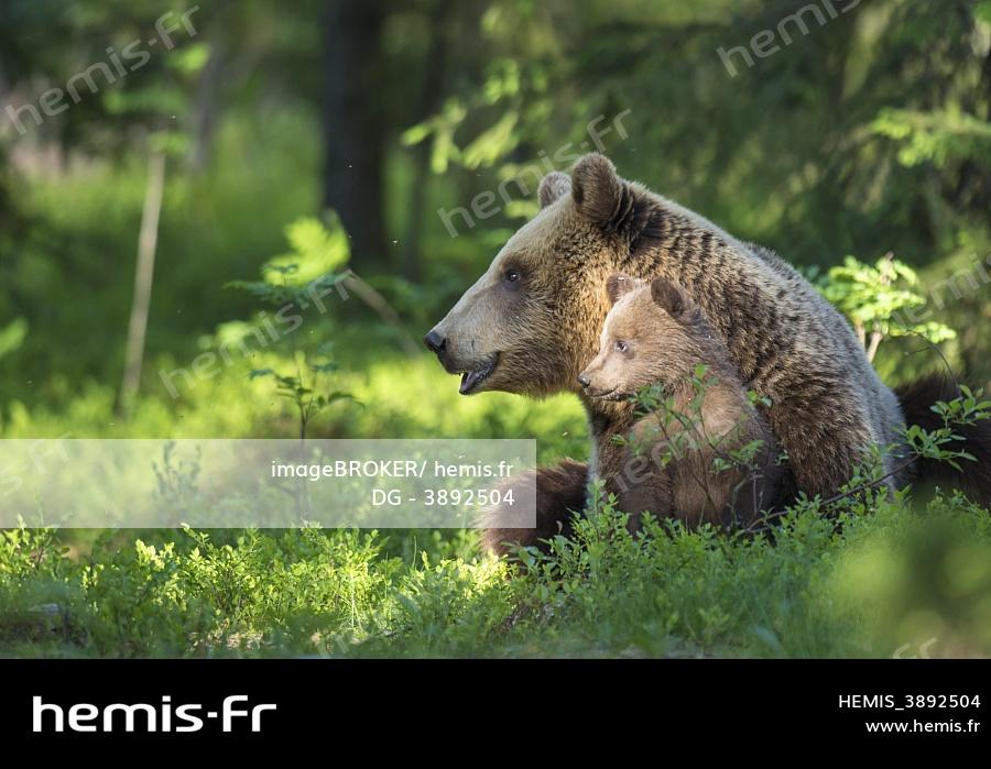 Ursus Arctos Femelle Avec Progeniture Dans La Foret De Coniferes Boreale Jeune Ours Bebe Mignon Suomussalmi Carelie Finlande Europe Dg 07 06 13 Imagebroker Hemis Fr