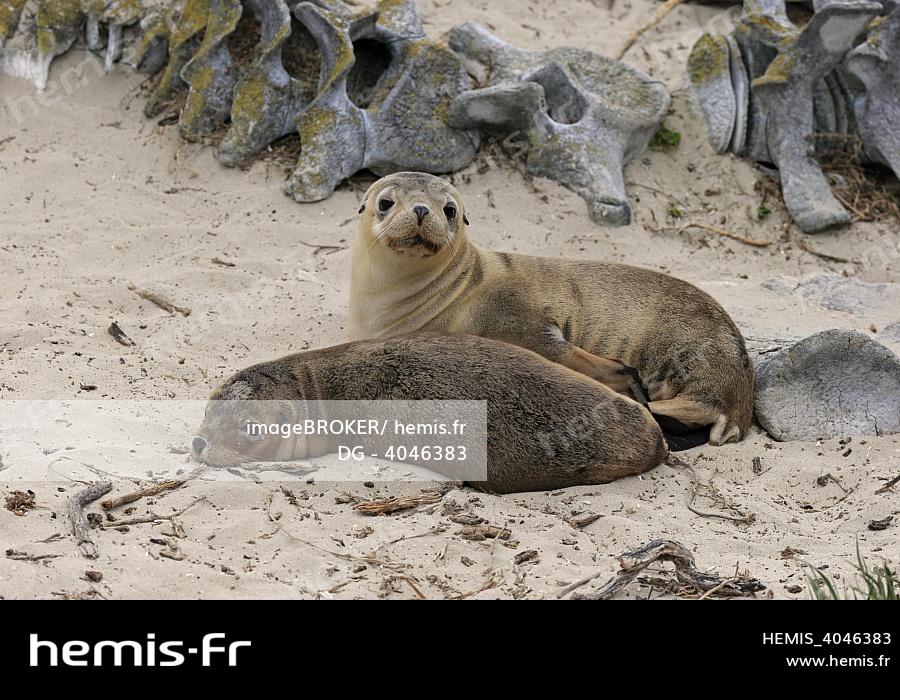 Hemis Lion De Mer D Australie