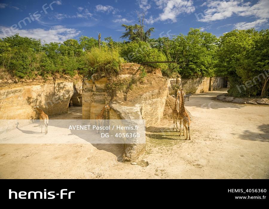 Hemis France maine et loire doue la fontaine zoo bioparc girafes