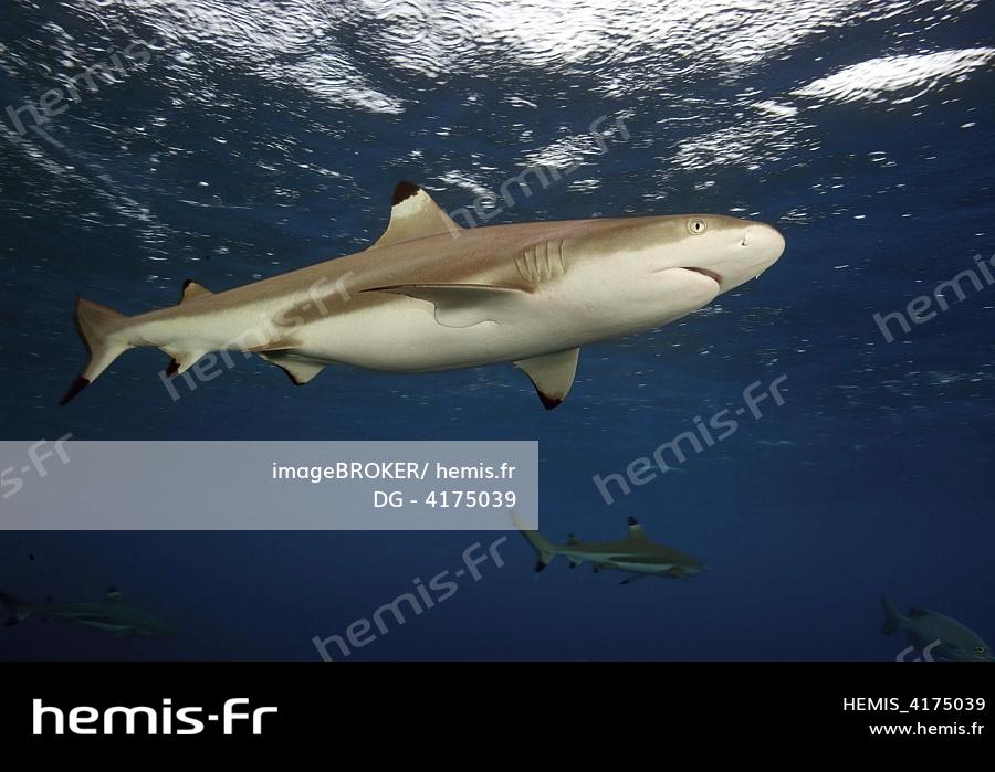 Observatoire des requins de Polynesie - Les requins observés Observatoire des requins de Polynesie - Les requins observés
