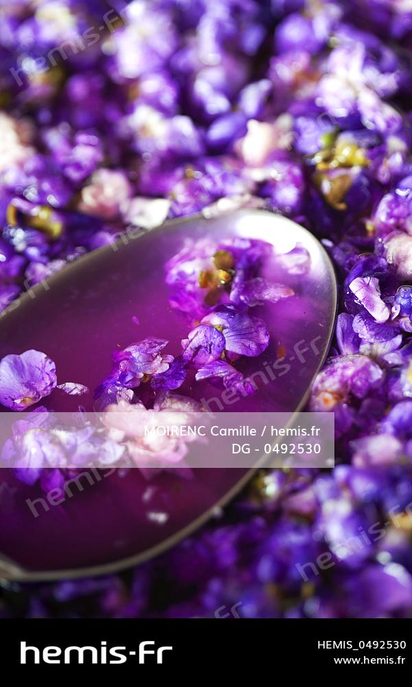Hemis : France haute garonne villefranche lauragais viola producteur  violettes toulouse maceration tete fleur violette