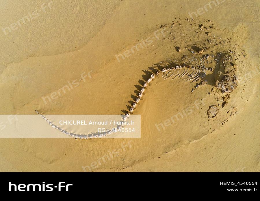 Hemis Egypte region fayoum wadi el hitan vallee baleines unesco