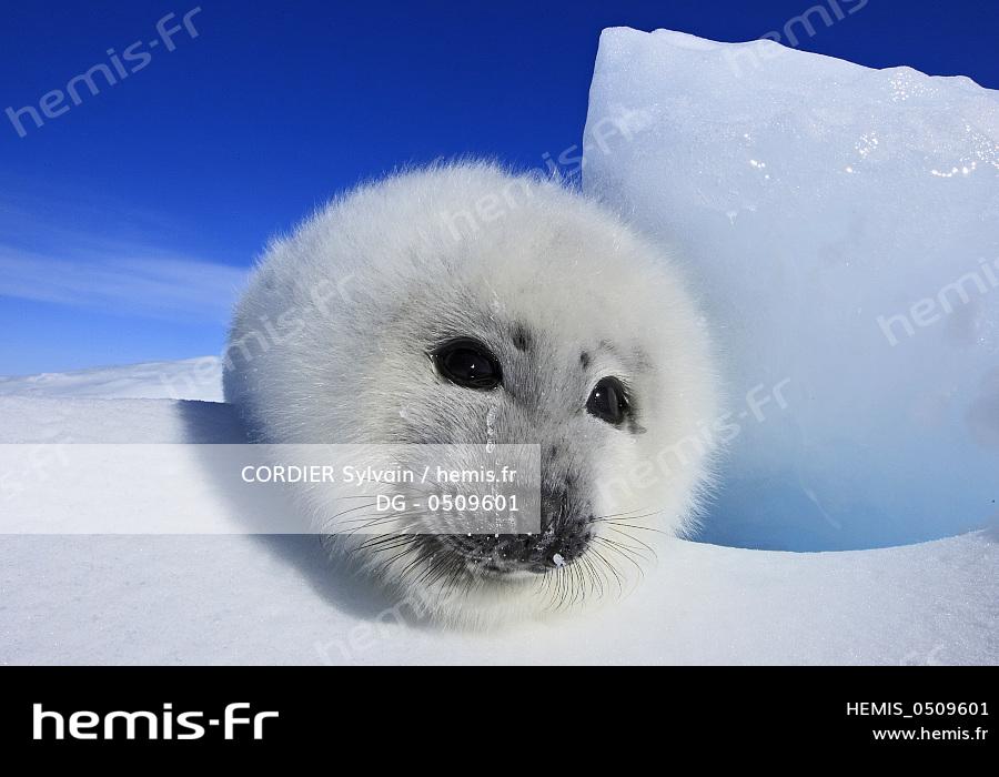 Hemis Canada Quebec Iles Madeleine Phoque Groenland Phoca Groendlica Bebe Blanchon