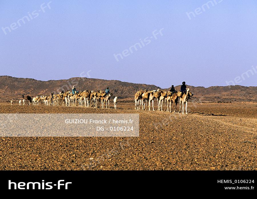 Niger Sahara La Caravane De Chameaux Transportant Le Sel De Fachi Et De Bilma Vers Le Sahel Dg Non Precise Guiziou Franck Hemis Fr Niger Sahara La Caravane De Chameaux Transportant Le Sel De Fachi Et De Bilma Vers Le Sahel Dg Non Precise Guiziou Franck Hemis Fr