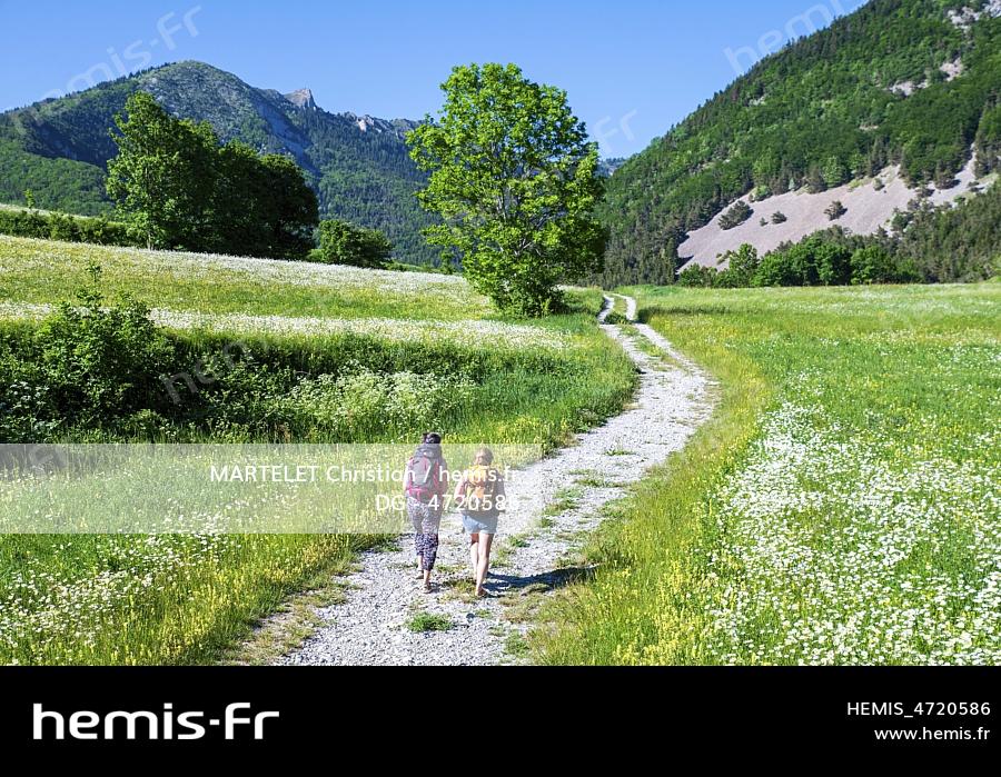 France, Drôme (26), Lus la Croix Haute, massif du Dévoluy, randonneuses traversant une prairie fleurie de marguerites dans le vallon de la Jarjatte et la montagne de Clairet. 