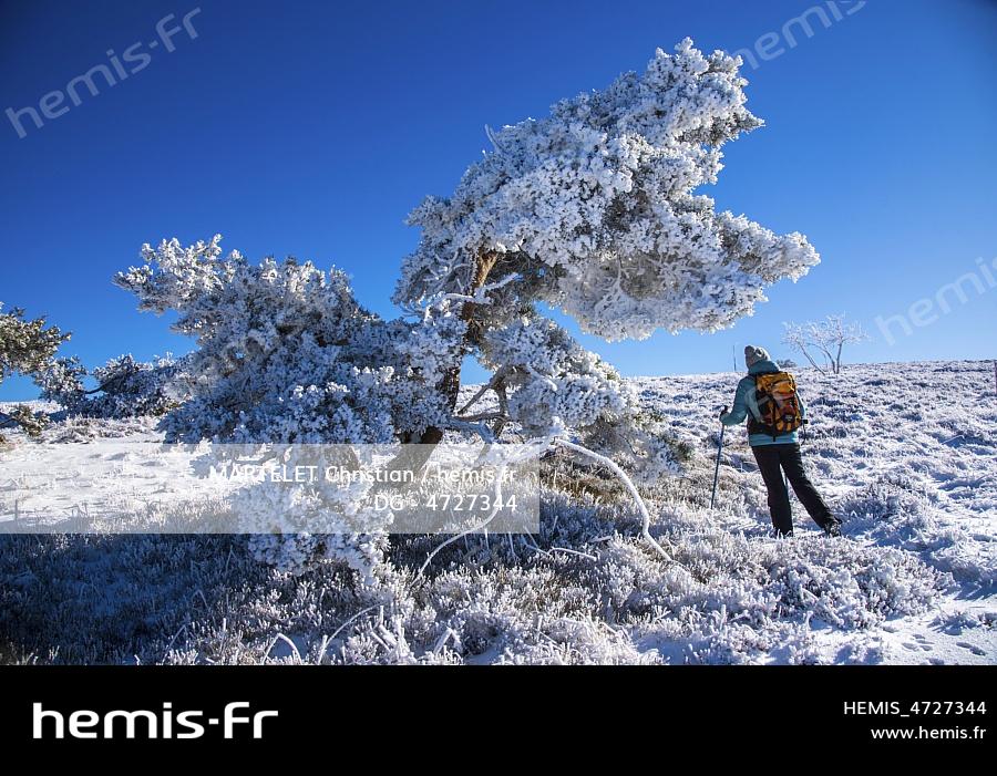 France, Loire (42), massif du Pilat, parc naturel régional du Pilat, la Jasserie, randonnée au Crêt de la Chèvre, femme et arbre couvert de givre 