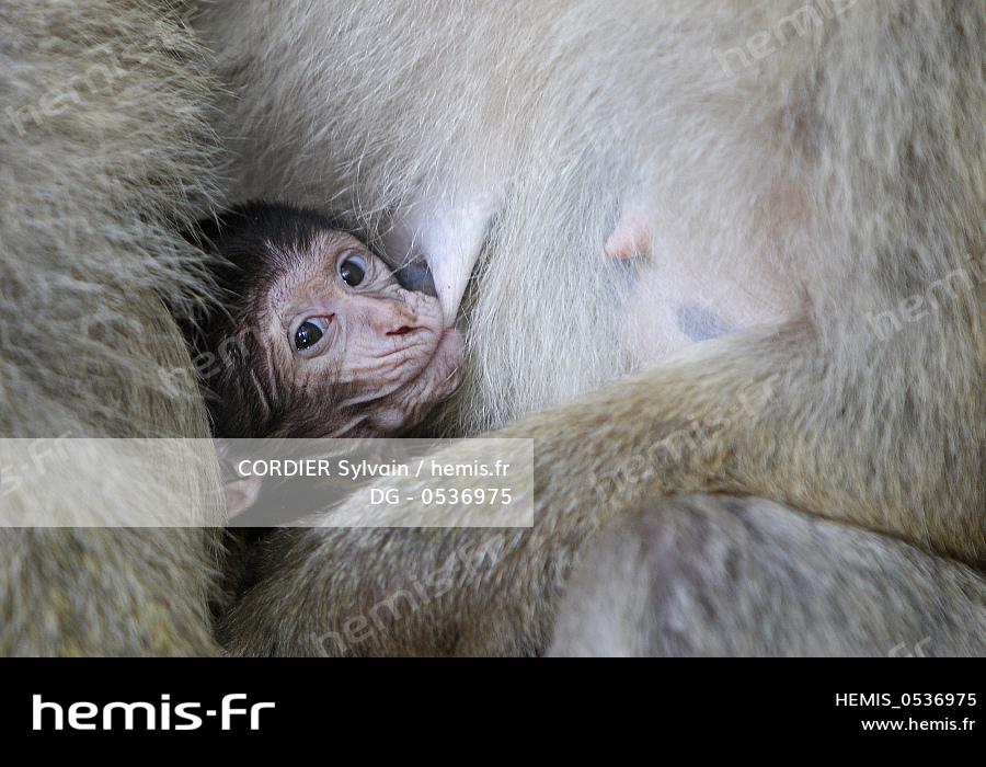 Hemis France Bas Rhin Kintzheim Montagne Singes Magot Macaque Barbarie Macaca Sylvanus Femelle Bebe Hemis France Bas Rhin Kintzheim Montagne Singes Magot Macaque Barbarie Macaca Sylvanus Femelle Bebe