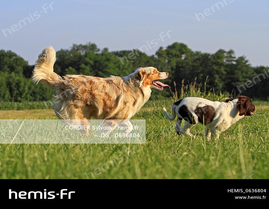 Hemis France Bas Rhin Huttenheim Berger Australien Race