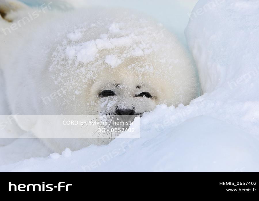 Phoque Du Groenland Phoca Groenlandica Bebe Blanchon Dg 12 03 08 Cordier Sylvain Hemis Fr