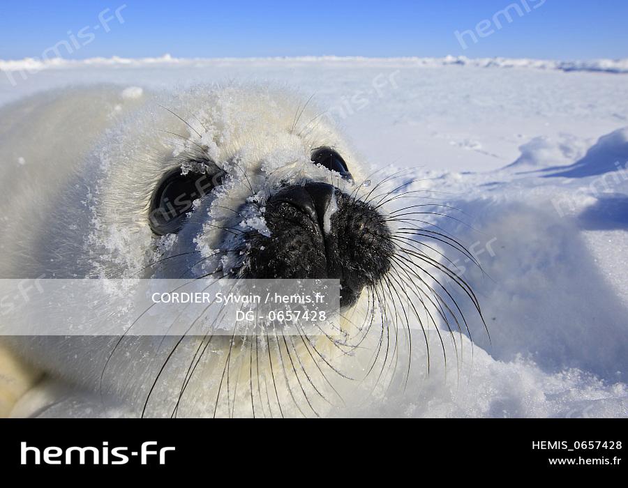 Phoque Du Groenland Phoca Groenlandica Bebe Blanchon Dg 10 03 08 Cordier Sylvain Hemis Fr