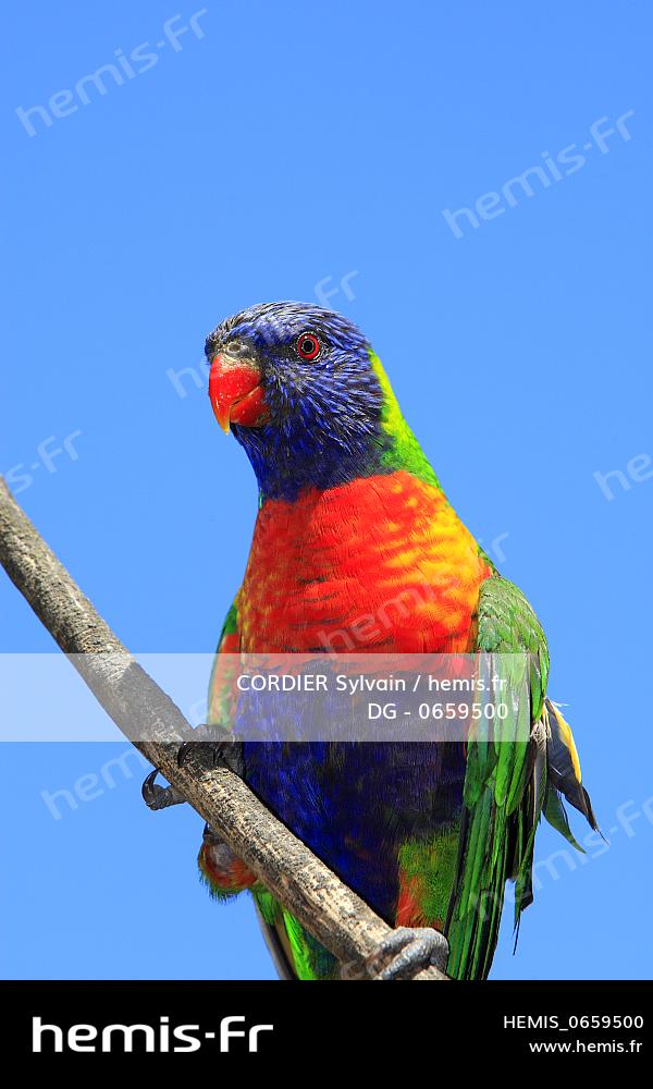 Hemis Loriquet Arc En Ciel Loriquet Tete Bleue Trichoglossus Haematodus Queensland Australia Ordre Psittaciformes Famille Hemis Loriquet Arc En Ciel Loriquet Tete Bleue Trichoglossus Haematodus Queensland Australia Ordre Psittaciformes Famille