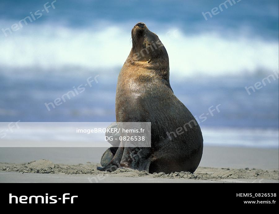 Hemis Lion De Mer D Australie