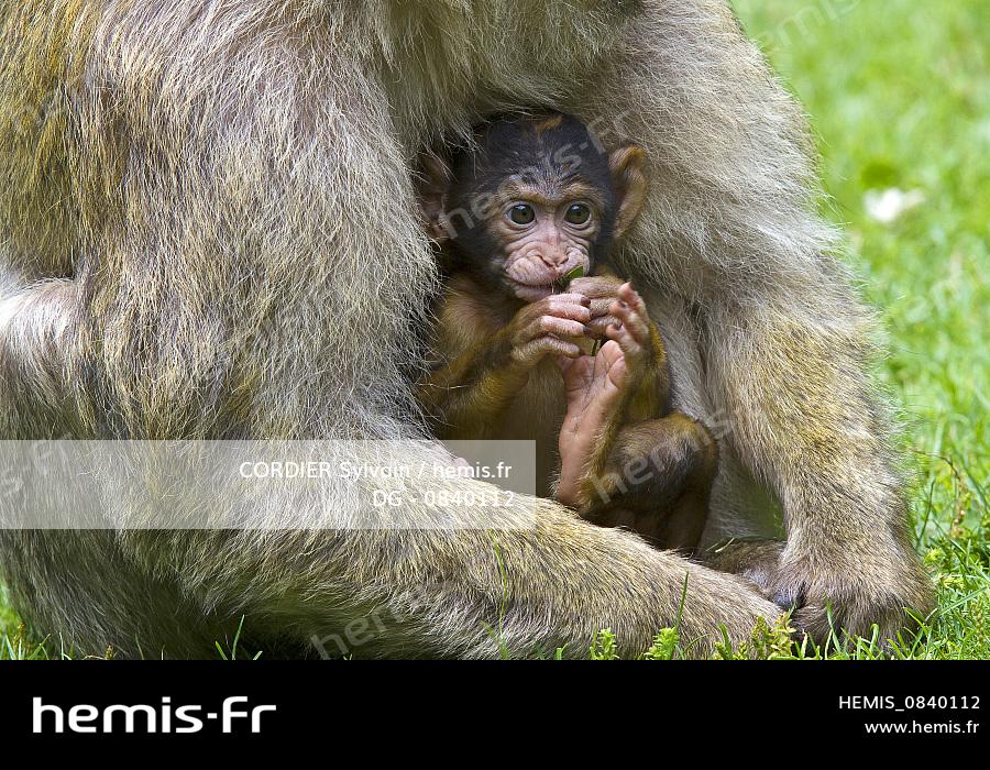 Hemis France Bas Rhin Kintzheim Montagne Singes Magot Macaque Barbarie Macaca Sylvanus Femelle Bebe Hemis France Bas Rhin Kintzheim Montagne Singes Magot Macaque Barbarie Macaca Sylvanus Femelle Bebe