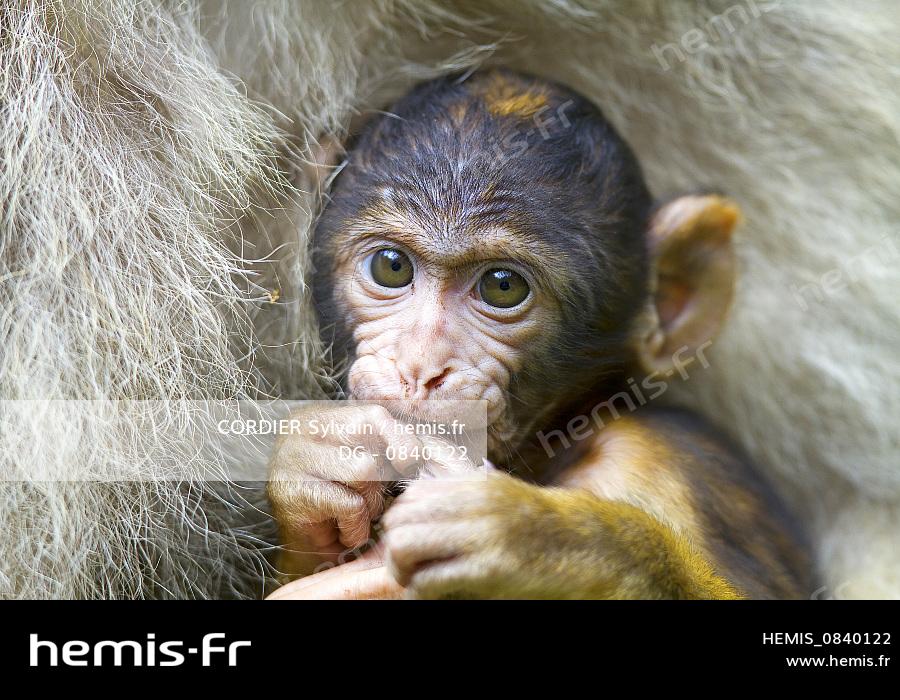 Hemis France Bas Rhin Kintzheim Montagne Singes Magot Macaque Barbarie Macaca Sylvanus Bebe Hemis France Bas Rhin Kintzheim Montagne Singes Magot Macaque Barbarie Macaca Sylvanus Bebe