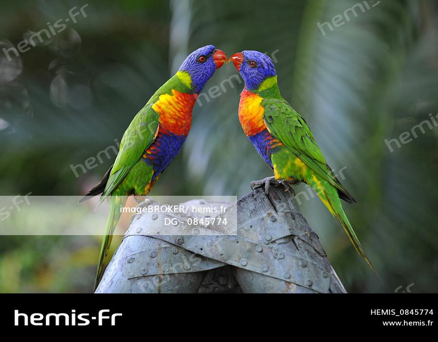 Hemis Loriquets Arc En Ciel Loris Trichoglossus Haematodus Queensland Australie Hemis Loriquets Arc En Ciel Loris Trichoglossus Haematodus Queensland Australie