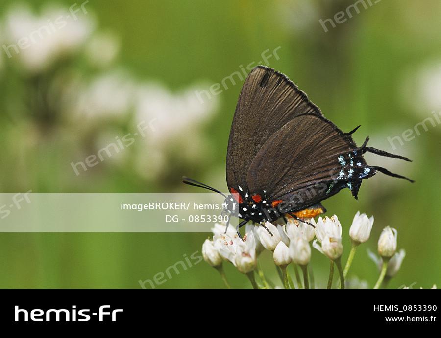 Au grand d’une queue