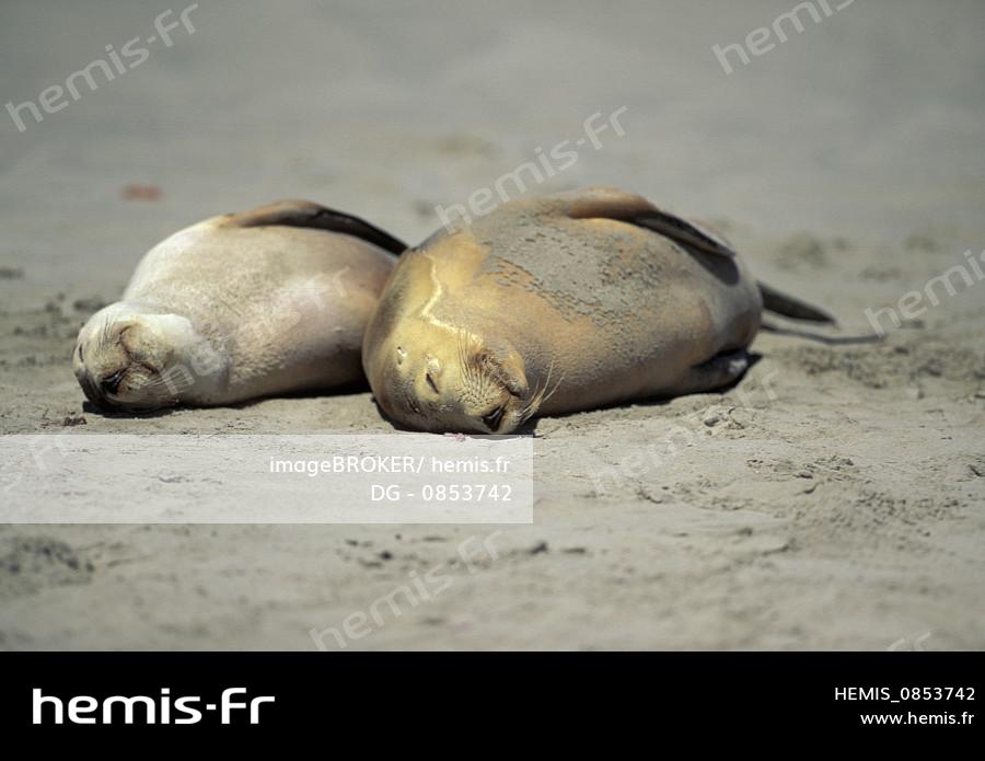 Hemis Lion De Mer D Australie