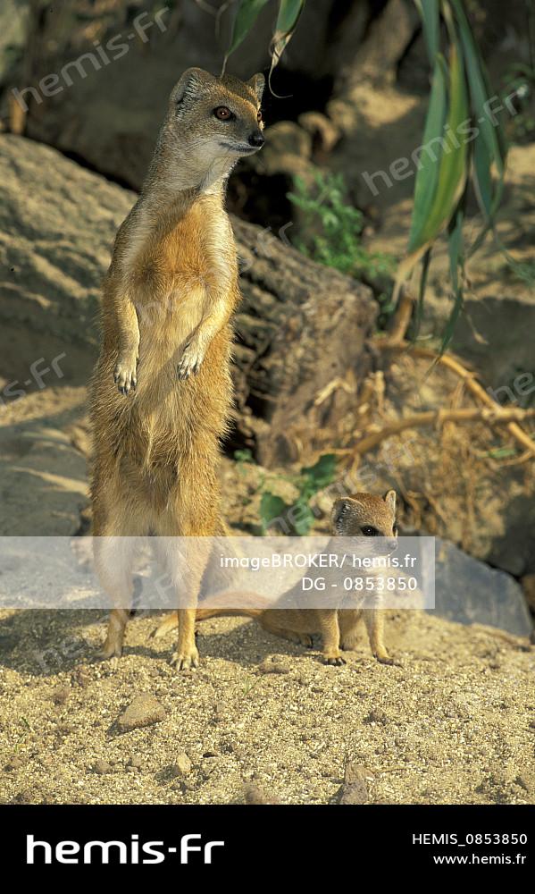 Hemis Mangouste Jaune Suricate Rouge Cynictis Penicillata Adulte Bebe Afrique Hemis Mangouste Jaune Suricate Rouge Cynictis Penicillata Adulte Bebe Afrique