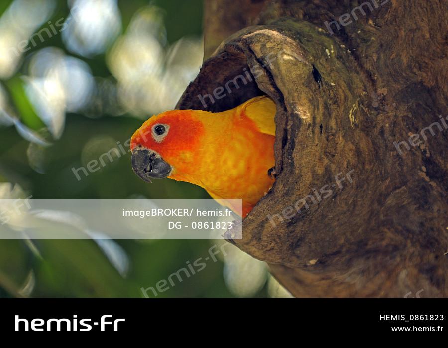 Hemis : Conure perruche soleil aratinga solstitialis nid