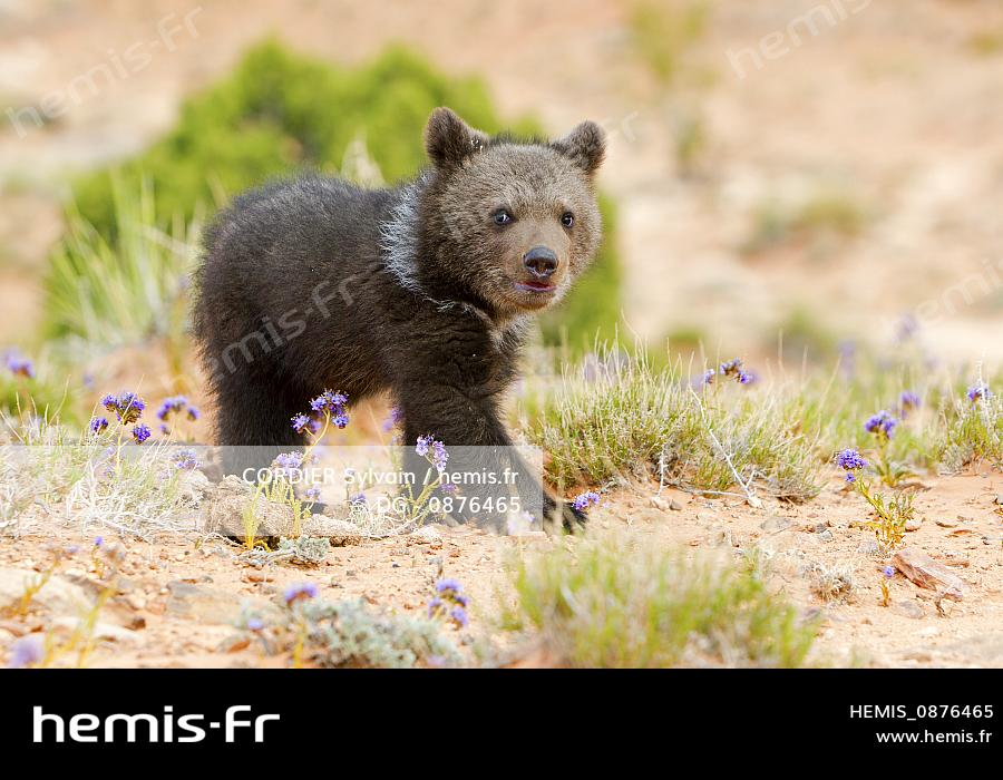 Hemis Etats Unis Utah Pres Moab Ours Brun Grizzly Ursus Arctos Horribilis Bebe Mois